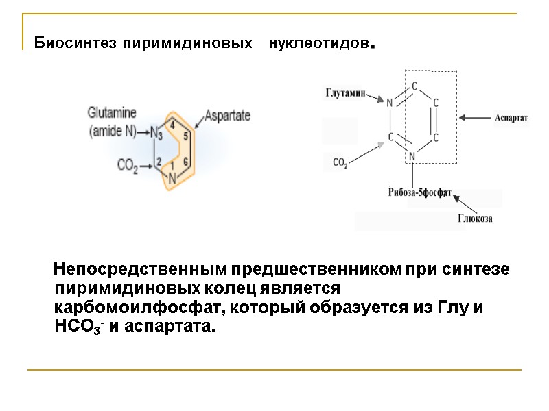 Биосинтез пиримидиновых   нуклеотидов.         